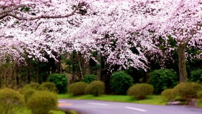 ANM: Vremea se încălzeşte uşor la mijlocul lui aprilie