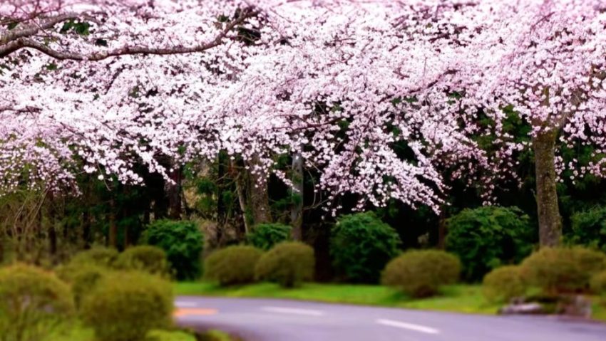 ANM: Vremea se încălzeşte uşor la mijlocul lui aprilie