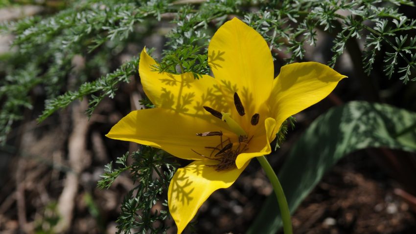 Laleaua galbenă de Cazane, comoara rară din Clisura Dunării, în plină înflorire