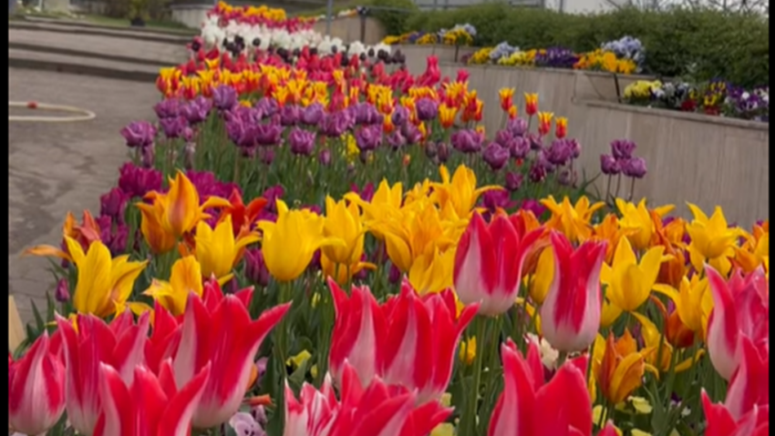 JIBOU: Ultimele lalele olandeze pot fi admirate de 1 Mai