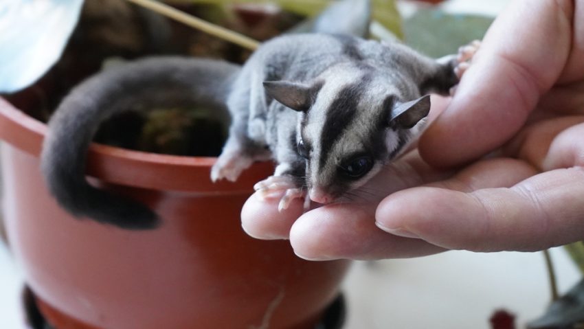 ORADEA: Primul pui de „veveriță zburătoare” născut în captivitate în România