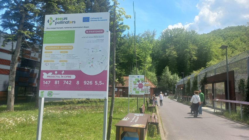 Ziua Mondială a Albinelor, marcată la Zoo Brașov