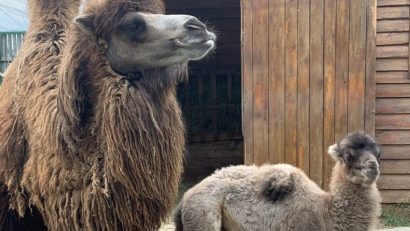 La Zoo Oradea, s-a născut primul pui de cămilă bactriană din istoria parcului