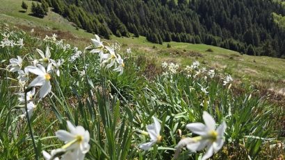 Narcisele de pe Masivul Saca au început să înflorească