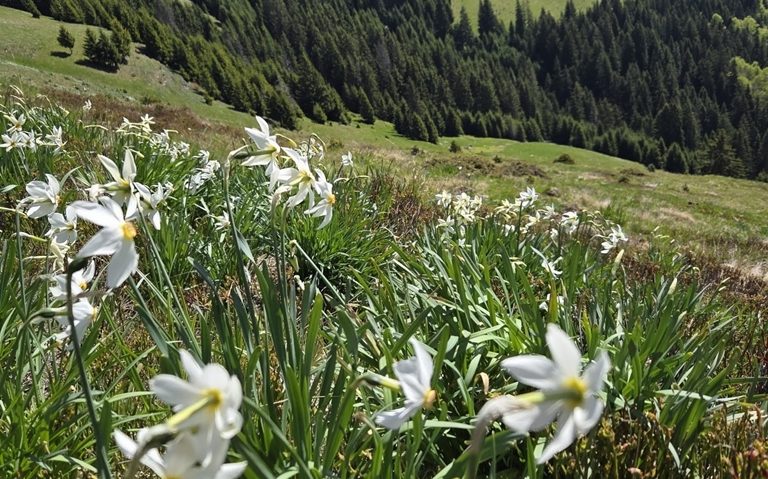 Narcisele de pe Masivul Saca au început să înflorească