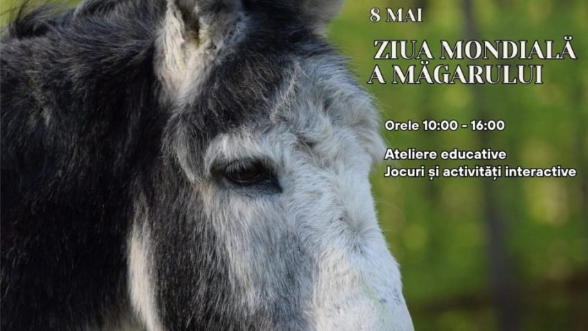 Ziua Mondială a Măgarului va fi sărbătorită la Zoo Brașov