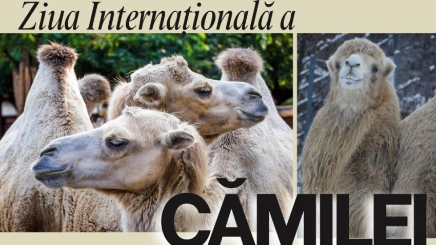 Ziua Cămilei, sărbătorită la Zoo Brașov