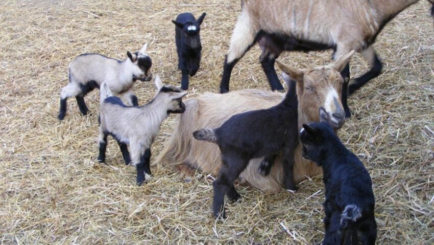 SĂLICEA: Zile de vacanță cu animăluțe și găletușe cu grăunțe, la Zoo „Moara de Vânt”