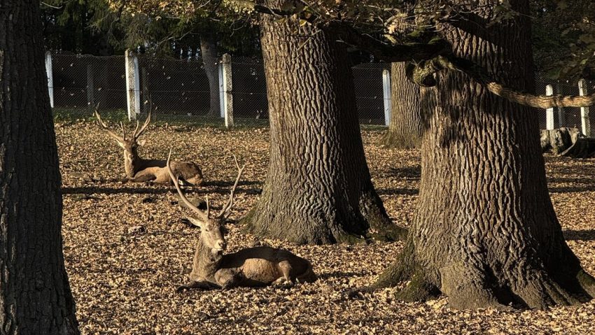 Treasure hunt digital în Parcul Natural Vânători Neamț