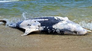 De ce eșuează marsuinii și delfinii pe litoralul românesc: 160 de mamifere descoperite de la începutul anului