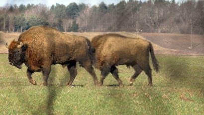Primăria comunei Şoarş propune înfiinţarea unei rezervaţii de zimbri în situl Natura 2000 Podişul Hârtibaciului