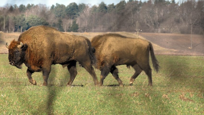 Primăria comunei Şoarş propune înfiinţarea unei rezervaţii de zimbri în situl Natura 2000 Podişul Hârtibaciului