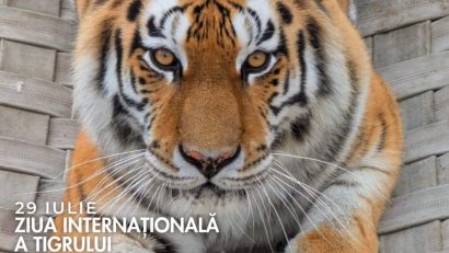 Ziua Tigrului, la Zoo Brașov