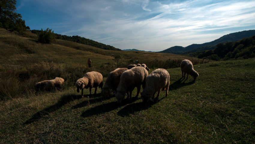 Drumul turmelor de la munte spre Bărăgan și Dobrogea – transhumanța înaintea drumurilor moderne