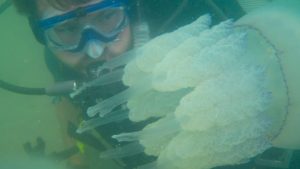 Invazie de meduze uriașe în Marea Neagră
