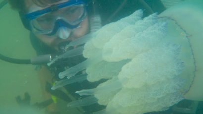 Invazie de meduze uriașe în Marea Neagră