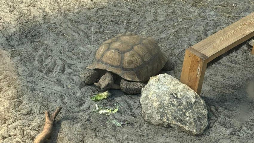 TULCEA: Grădină zoologică mobilă în comuna Smârdan, la podul peste Dunăre