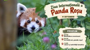 Ziua Internațională a Panda Roșu, la Zoo Brașov