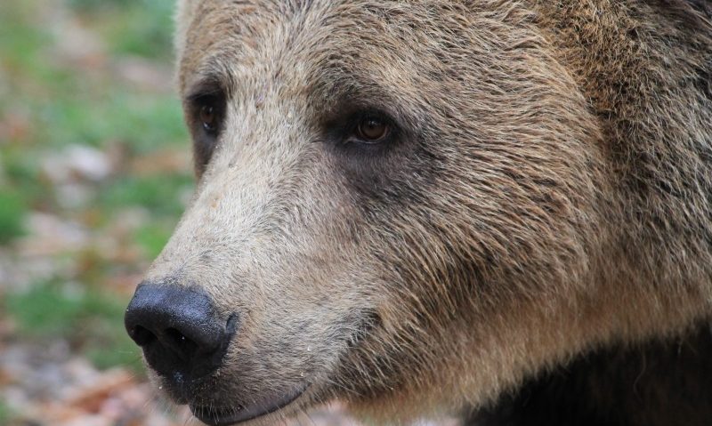 Parc tematic de 2,5 milioane de euro dedicat urşilor din întreaga lume, la Sovata