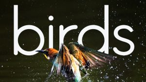 Expoziția de fotografie „BIRDS”, semnată de Bianca Bănică, la Reșița