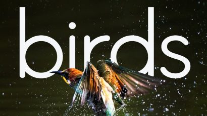 Expoziția de fotografie „BIRDS”, semnată de Bianca Bănică, la Reșița