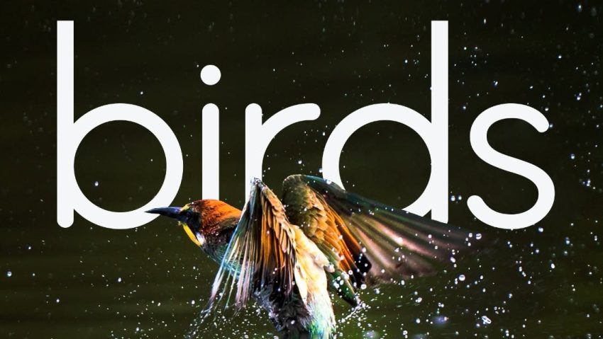 Expoziția de fotografie „BIRDS”, semnată de Bianca Bănică, la Reșița