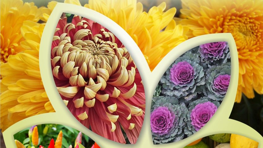 Grădina Botanică din Iași deschide ediția cu numărul 50 a expoziției „Flori de Toamnă”