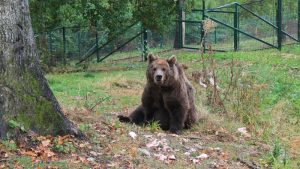 Parc tematic dedicat urșilor, la Sovata