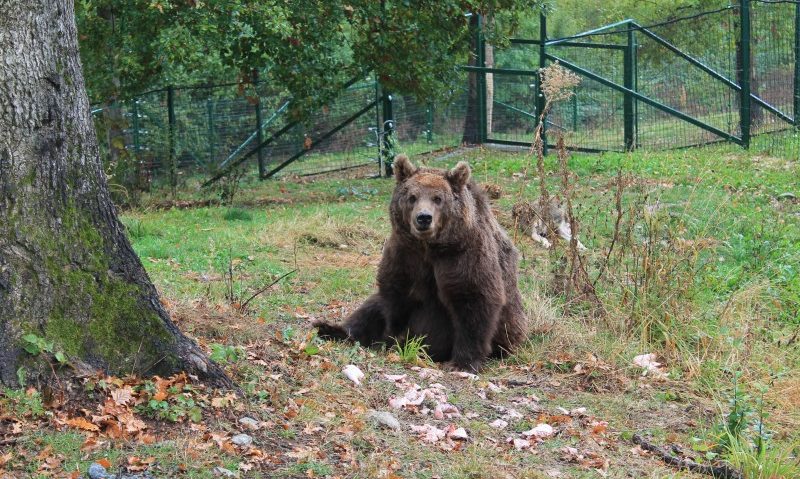 Parc tematic dedicat urșilor, la Sovata